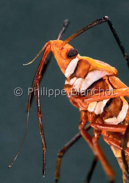 Dysdercus cingulatus.JPG - Dysdercus cingulatus (Portrait)PunaiseCotton stainerHemipteraPyrrhocoridaeAustralie